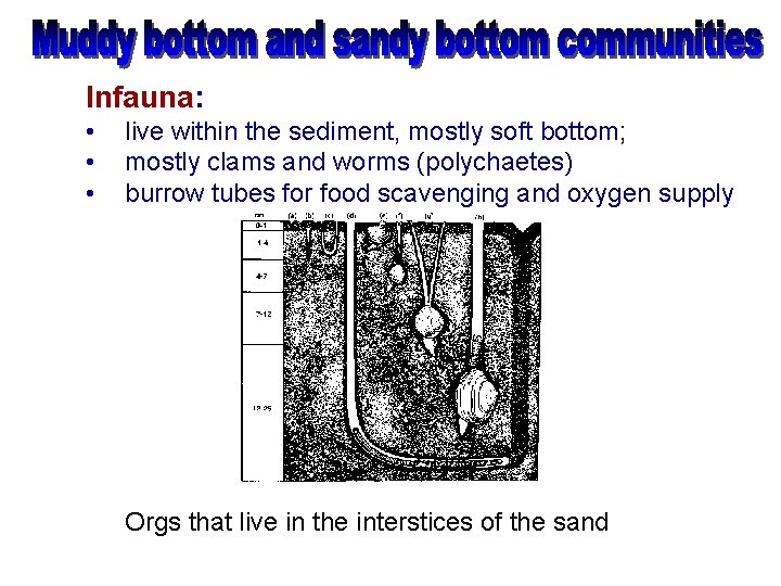 Infauna: • • • live within the sediment, mostly soft bottom; mostly clams and