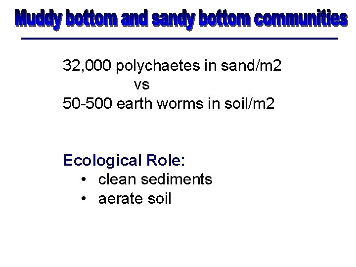 32, 000 polychaetes in sand/m 2 vs 50 -500 earth worms in soil/m 2