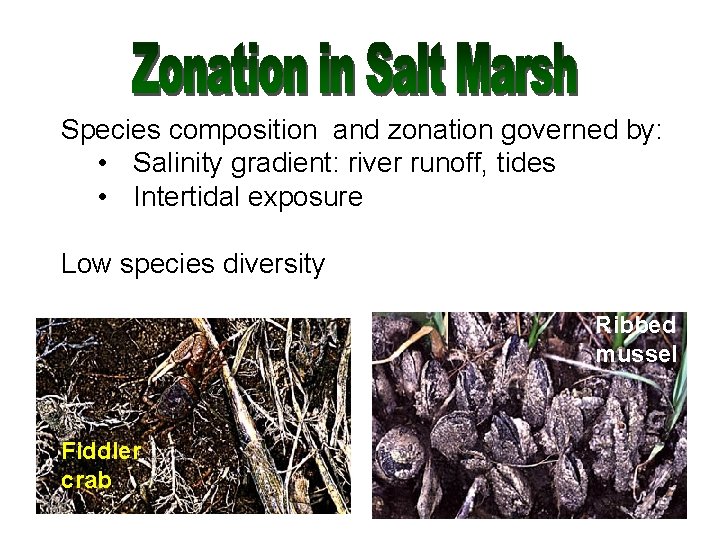 Species composition and zonation governed by: • Salinity gradient: river runoff, tides • Intertidal