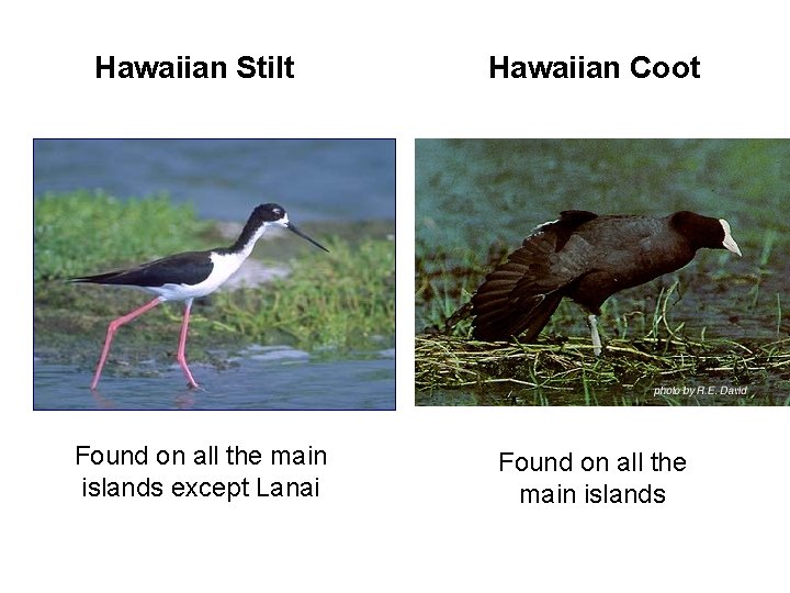 Hawaiian Stilt Found on all the main islands except Lanai Hawaiian Coot Found on