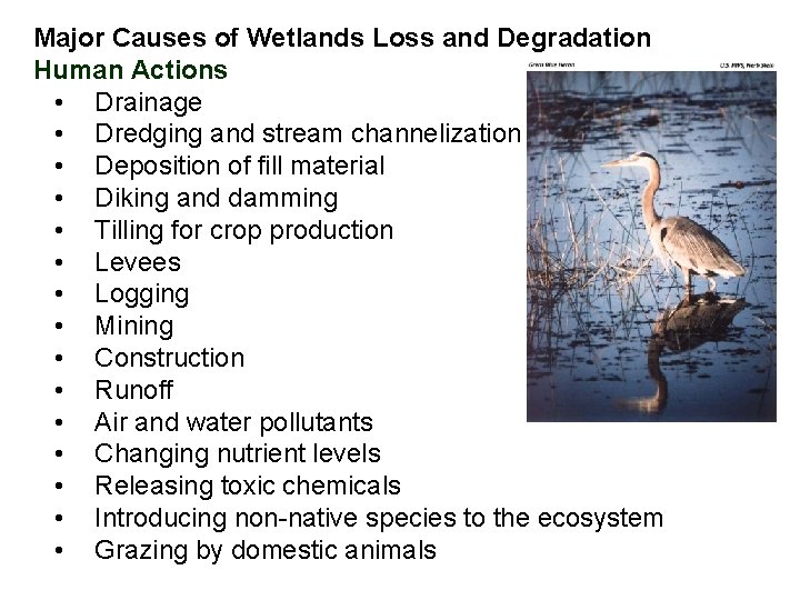 Major Causes of Wetlands Loss and Degradation Human Actions • Drainage • Dredging and