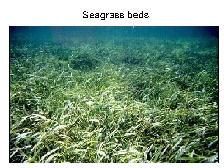Seagrass beds 