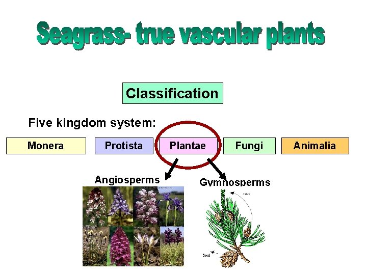Classification Five kingdom system: Monera Protista Angiosperms Plantae Fungi Gymnosperms Animalia 