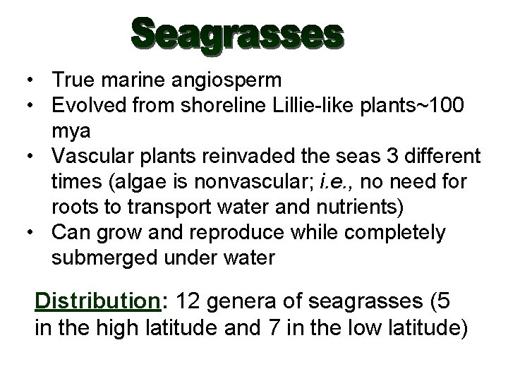  • True marine angiosperm • Evolved from shoreline Lillie-like plants~100 mya • Vascular