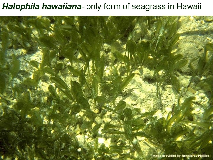 Halophila hawaiiana- only form of seagrass in Hawaii 