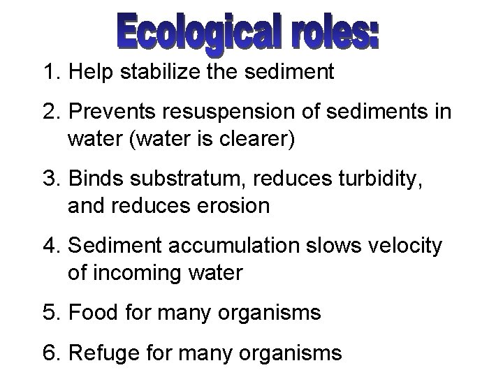 1. Help stabilize the sediment 2. Prevents resuspension of sediments in water (water is