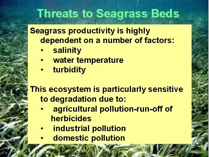 Threats to Seagrass Beds Seagrass productivity is highly dependent on a number of factors: