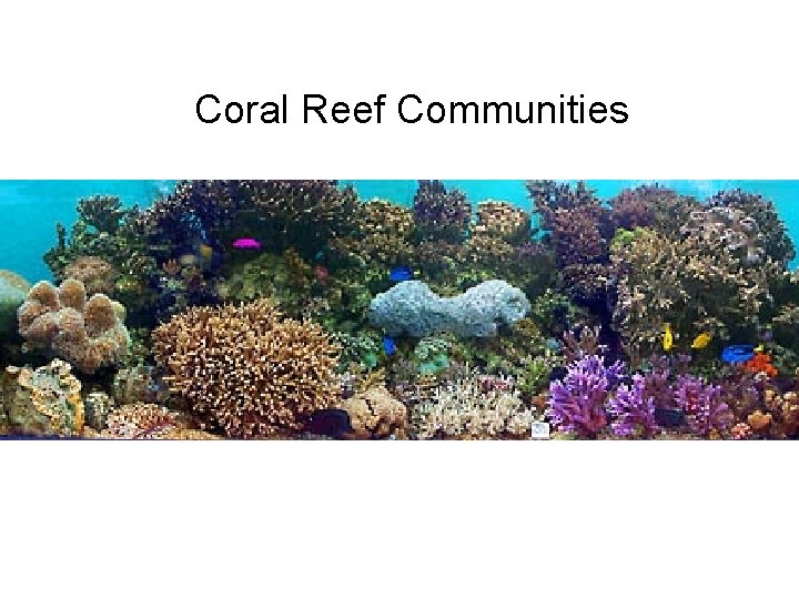 Coral Reef Communities 