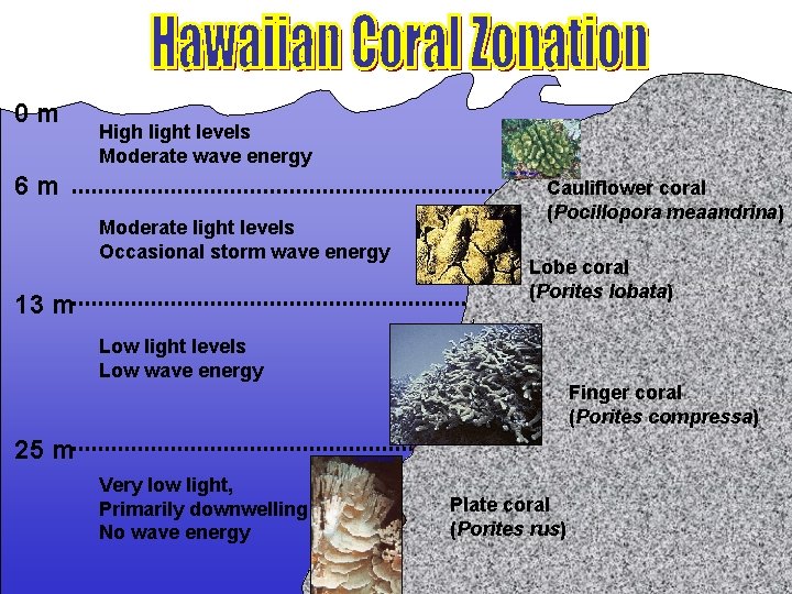 0 m High light levels Moderate wave energy 6 m Moderate light levels Occasional