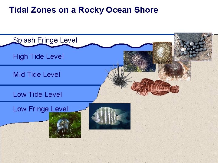 Tidal Zones on a Rocky Ocean Shore Splash Fringe Level High Tide Level Mid