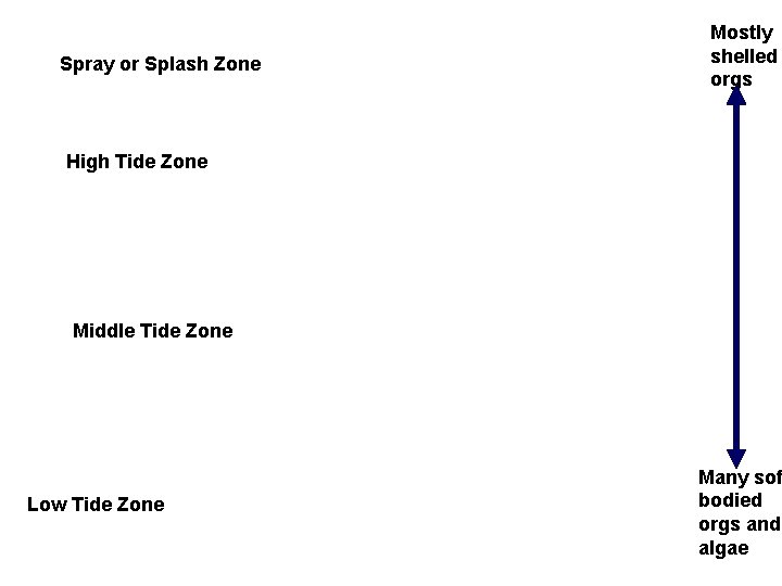 Spray or Splash Zone Mostly shelled orgs High Tide Zone Middle Tide Zone Low