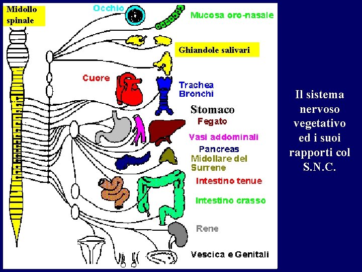 Midollo spinale Ghiandole salivari Stomaco Il sistema nervoso vegetativo ed i suoi rapporti col