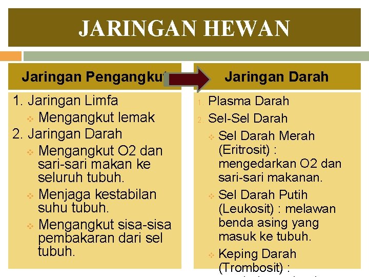 JARINGAN HEWAN Jaringan Pengangkut 1. Jaringan Limfa v Mengangkut lemak 2. Jaringan Darah v