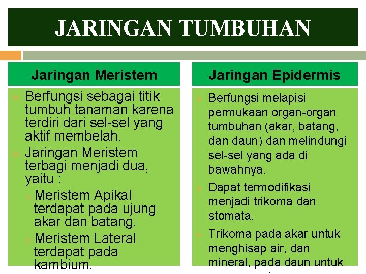 JARINGAN TUMBUHAN Jaringan Meristem v v Berfungsi sebagai titik tumbuh tanaman karena terdiri dari