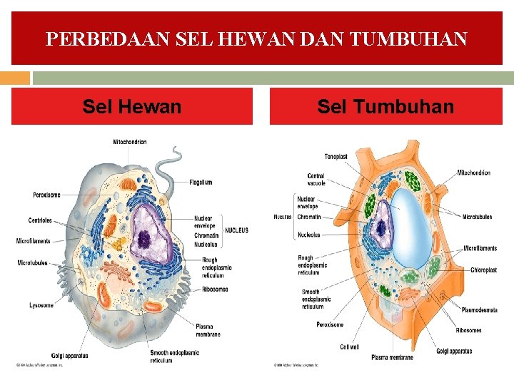 PERBEDAAN SEL HEWAN DAN TUMBUHAN Sel Hewan Sel Tumbuhan 