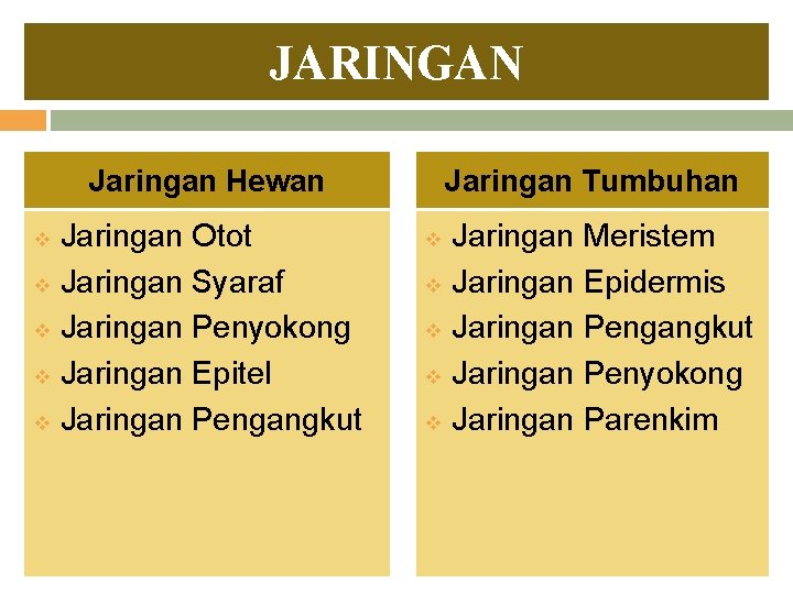 JARINGAN Jaringan Hewan v v v Jaringan Otot Jaringan Syaraf Jaringan Penyokong Jaringan Epitel