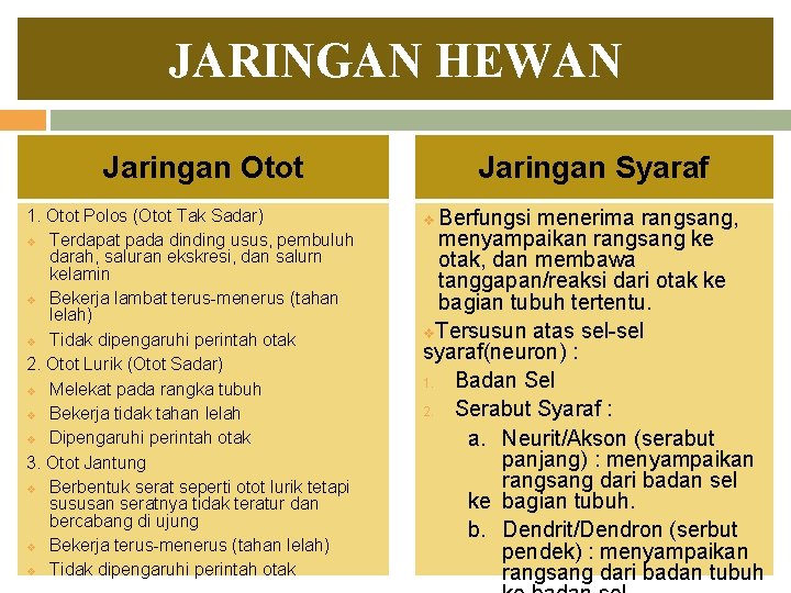 JARINGAN HEWAN Jaringan Otot 1. Otot Polos (Otot Tak Sadar) v Terdapat pada dinding