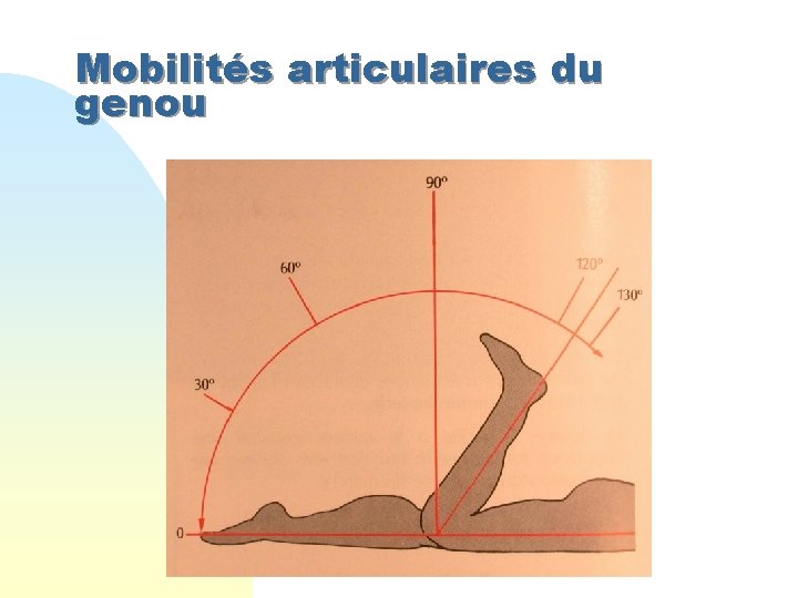 Mobilités articulaires du genou 