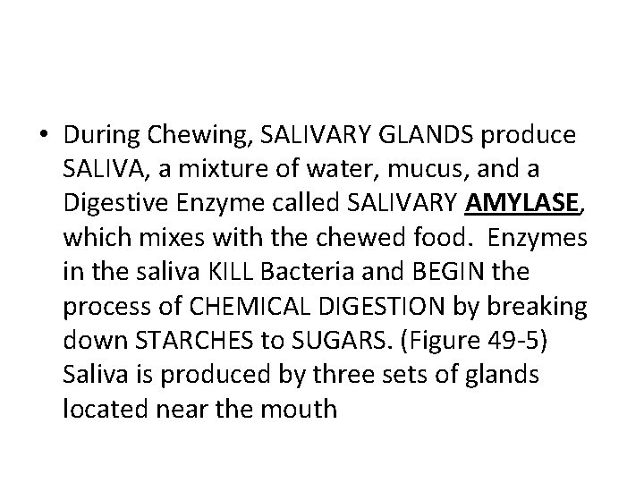  • During Chewing, SALIVARY GLANDS produce SALIVA, a mixture of water, mucus, and