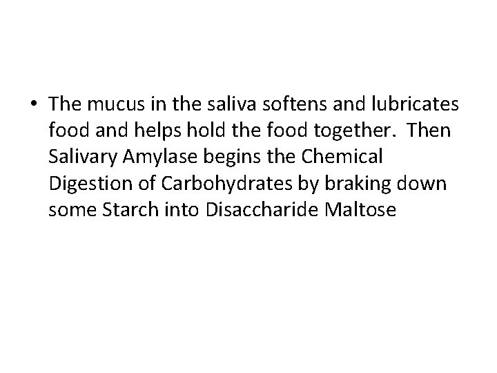  • The mucus in the saliva softens and lubricates food and helps hold
