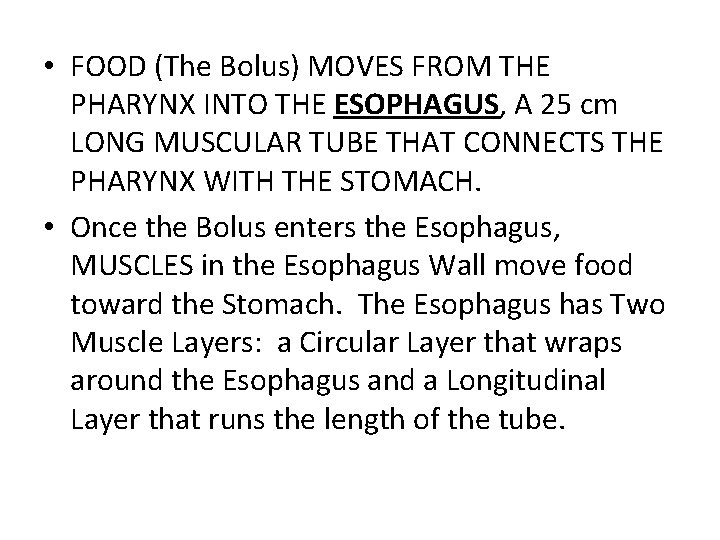  • FOOD (The Bolus) MOVES FROM THE PHARYNX INTO THE ESOPHAGUS, A 25