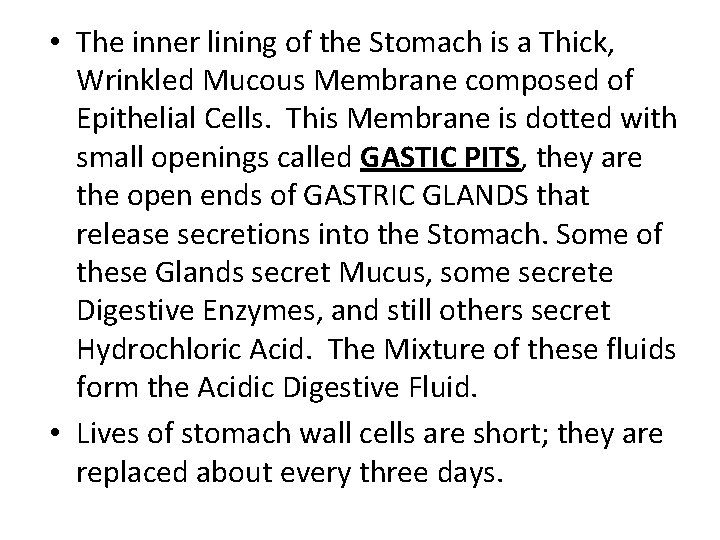  • The inner lining of the Stomach is a Thick, Wrinkled Mucous Membrane