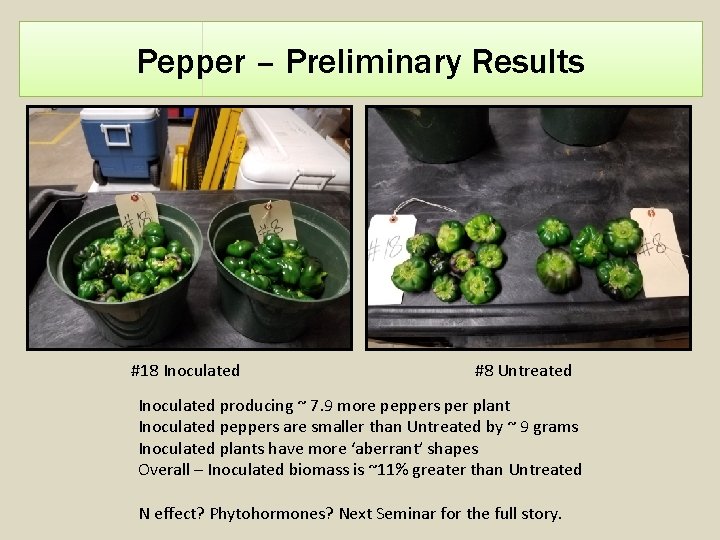 Pepper – Preliminary Results #18 Inoculated #8 Untreated Inoculated producing ~ 7. 9 more