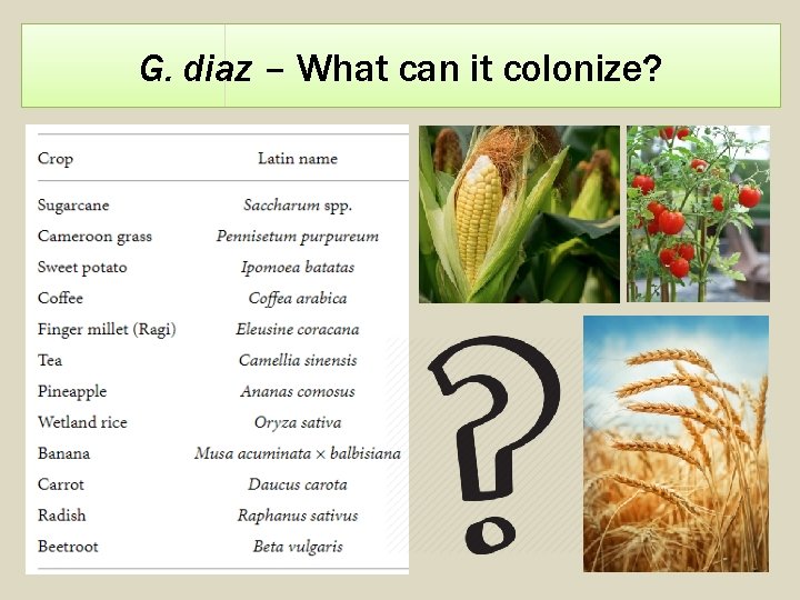 G. diaz – What can it colonize? + 