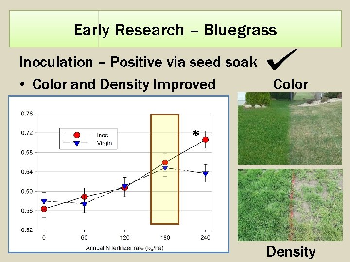 Early Research – Bluegrass Inoculation – Positive via seed soak • Color and Density