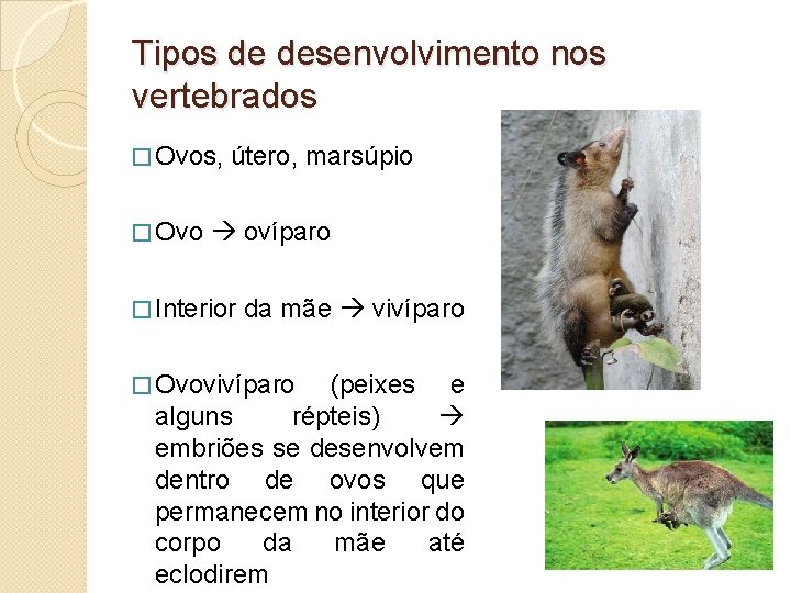 Tipos de desenvolvimento nos vertebrados � Ovos, � Ovo útero, marsúpio ovíparo � Interior