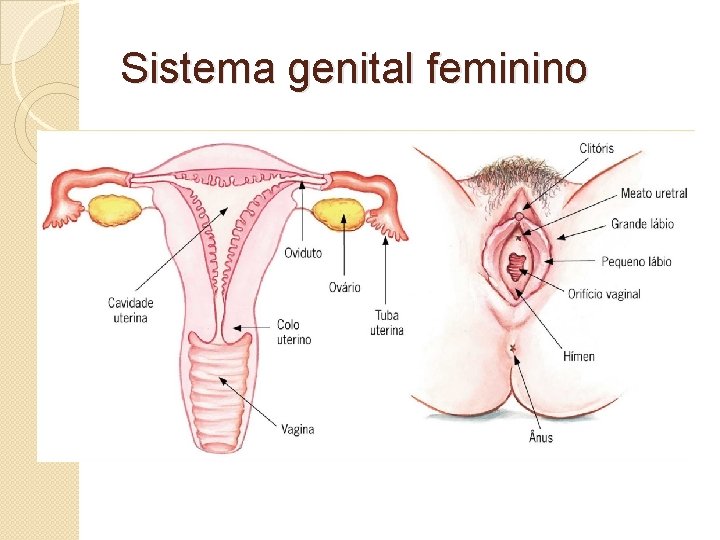 Sistema genital feminino 