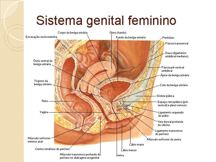 Sistema genital feminino 