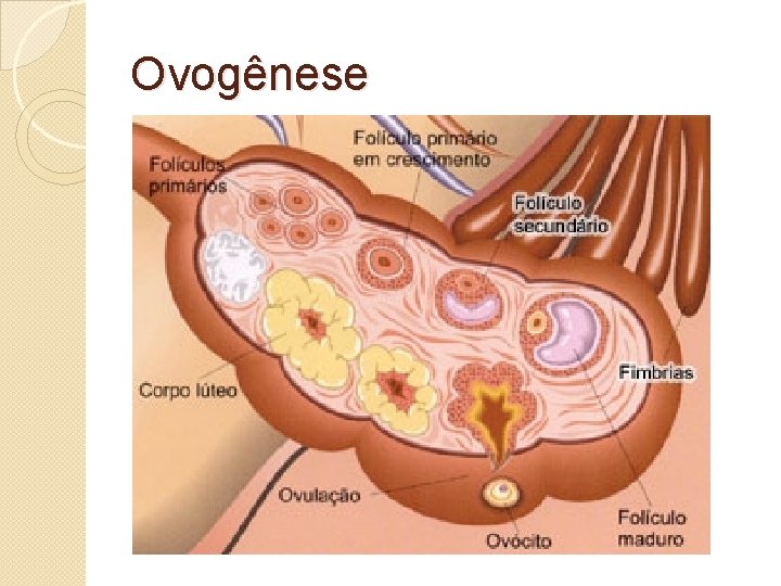 Ovogênese 