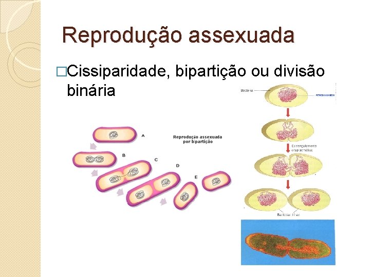 Reprodução assexuada �Cissiparidade, binária bipartição ou divisão 
