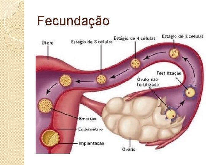 Fecundação 