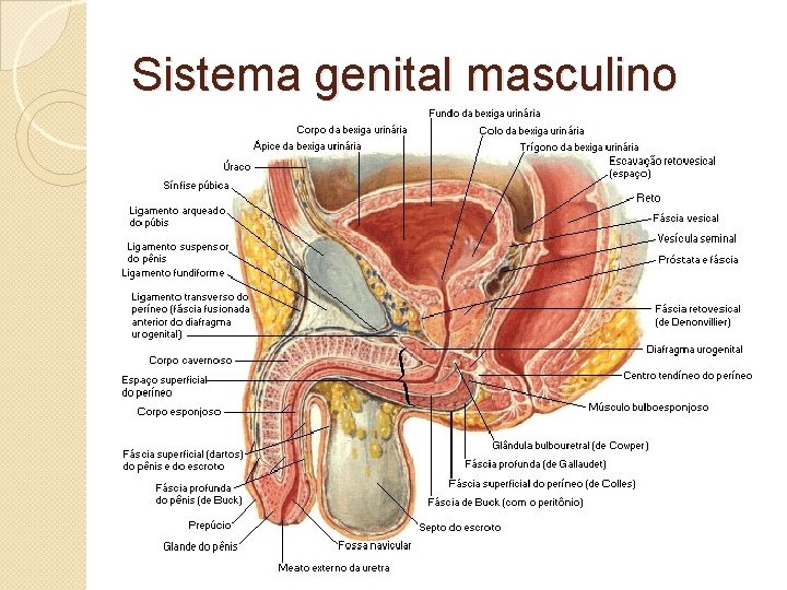 Sistema genital masculino 