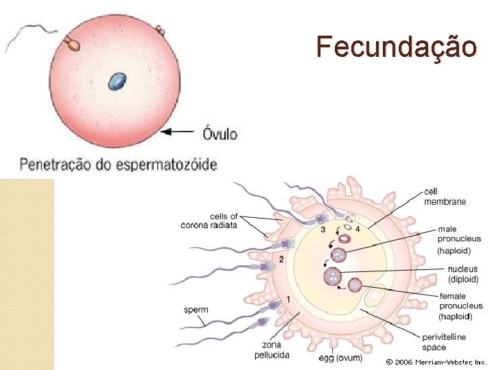 Fecundação 