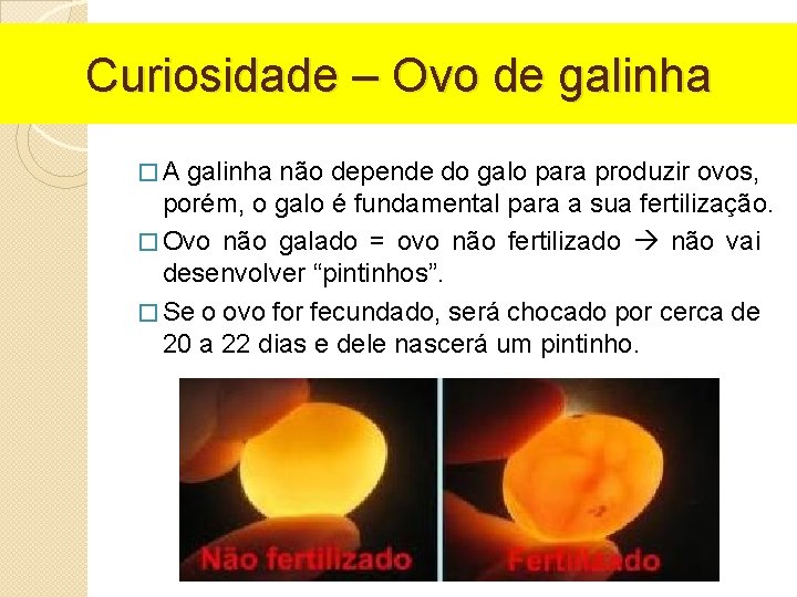 Curiosidade – Ovo de galinha �A galinha não depende do galo para produzir ovos,