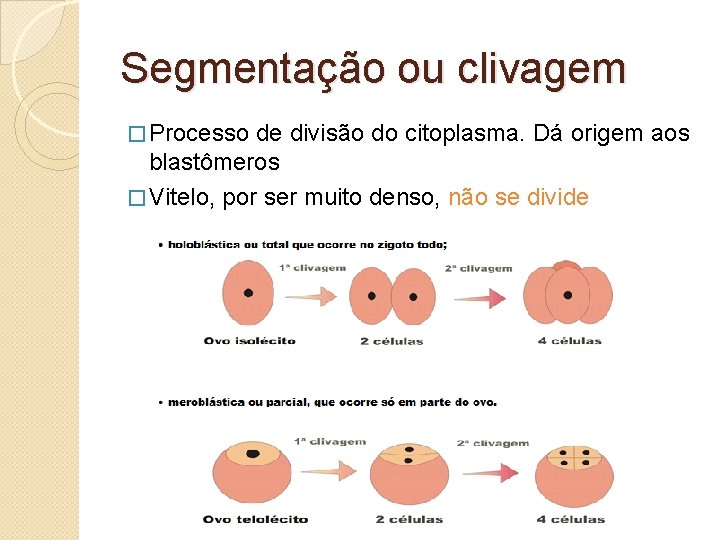 Segmentação ou clivagem � Processo de divisão do citoplasma. Dá origem aos blastômeros �