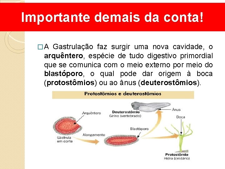 Importante demais da conta! �A Gastrulação faz surgir uma nova cavidade, o arquêntero, espécie