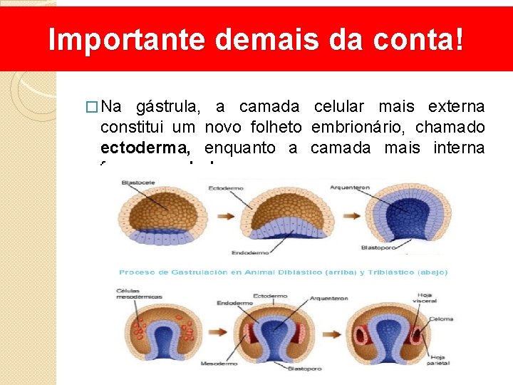 Importante demais da conta! � Na gástrula, a camada celular mais externa constitui um