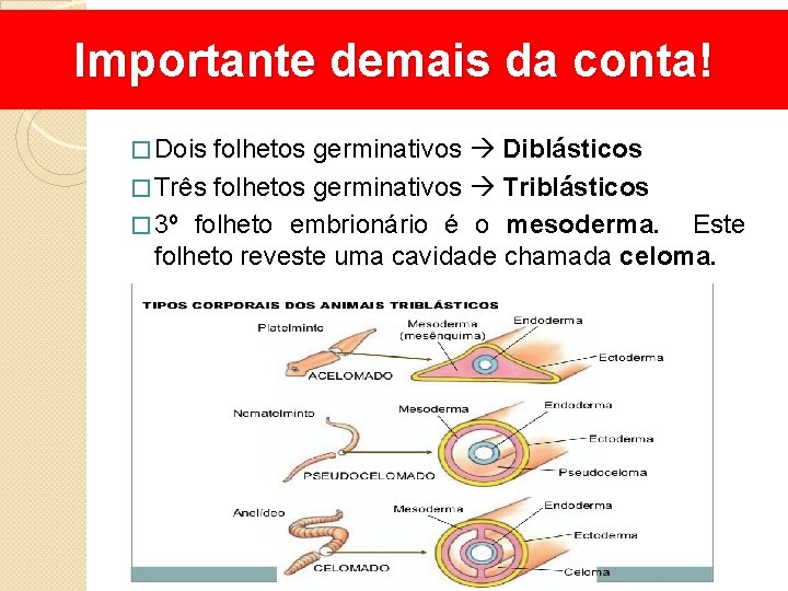 Importante demais da conta! � Dois folhetos germinativos Diblásticos � Três folhetos germinativos Triblásticos