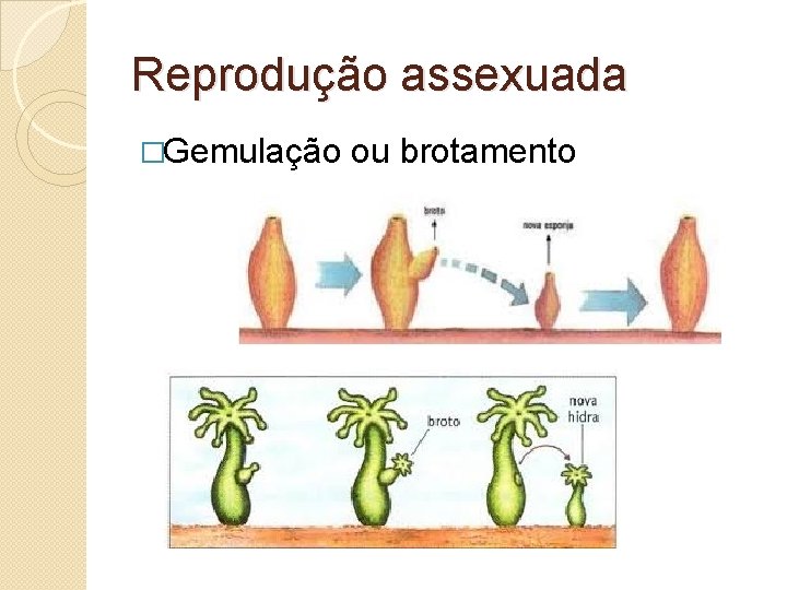 Reprodução assexuada �Gemulação ou brotamento 