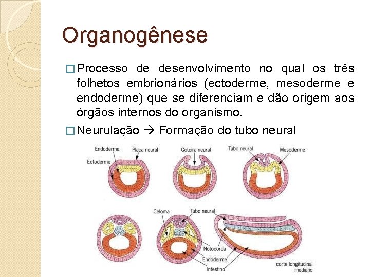 Organogênese � Processo de desenvolvimento no qual os três folhetos embrionários (ectoderme, mesoderme e