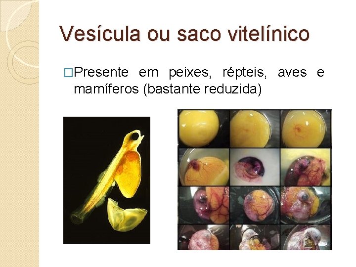 Vesícula ou saco vitelínico �Presente em peixes, répteis, aves e mamíferos (bastante reduzida) 