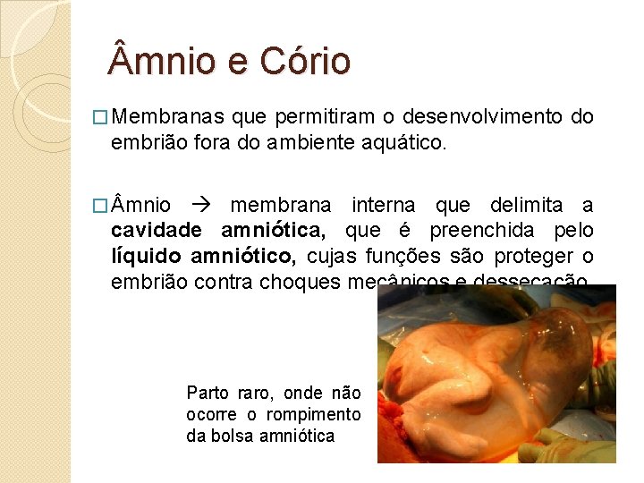  mnio e Cório � Membranas que permitiram o desenvolvimento do embrião fora do