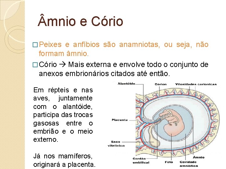  mnio e Cório � Peixes e anfíbios são anamniotas, ou seja, não formam