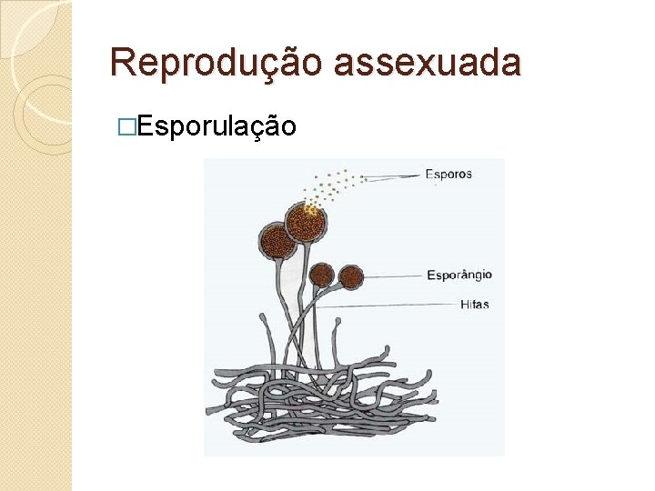 Reprodução assexuada �Esporulação 