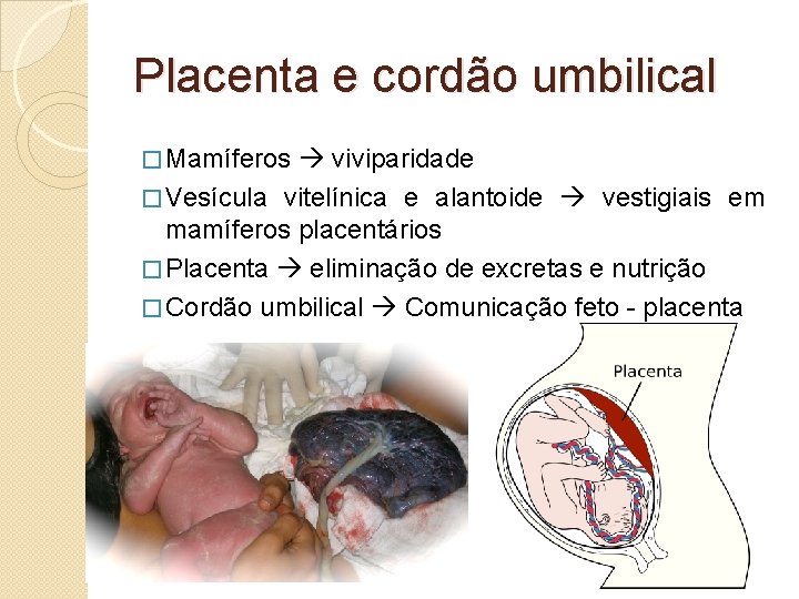 Placenta e cordão umbilical � Mamíferos viviparidade � Vesícula vitelínica e alantoide vestigiais em