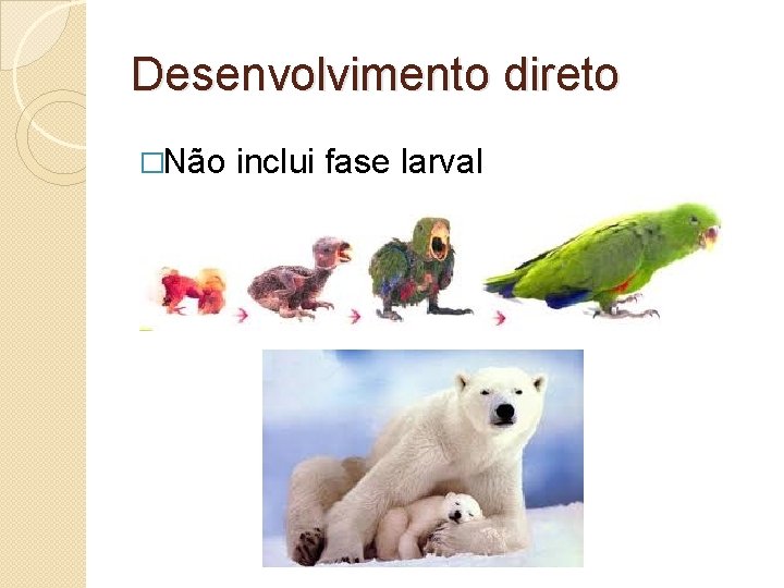 Desenvolvimento direto �Não inclui fase larval 